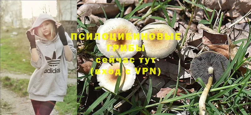 закладка  блэк спрут рабочий сайт  Псилоцибиновые грибы Cubensis  Луза 